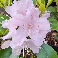 Rhododendron minus